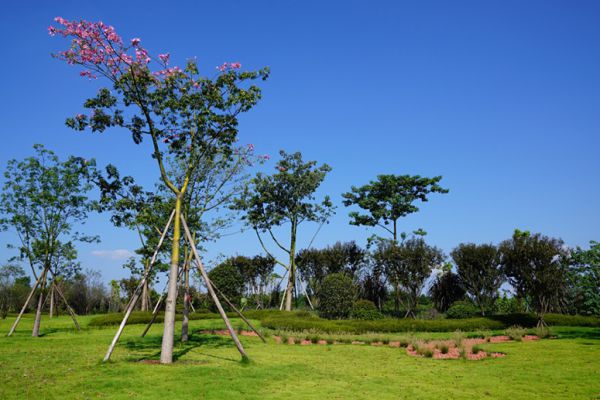 冬季園林苗木防護(hù)措施有哪些？